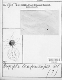 Erysiphe lamprocarpa image